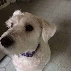 Meet your Posher, Adam